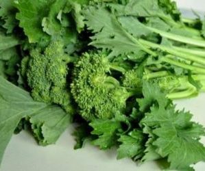 cima rapa salento